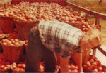 Lester and his harvest of tomatoes