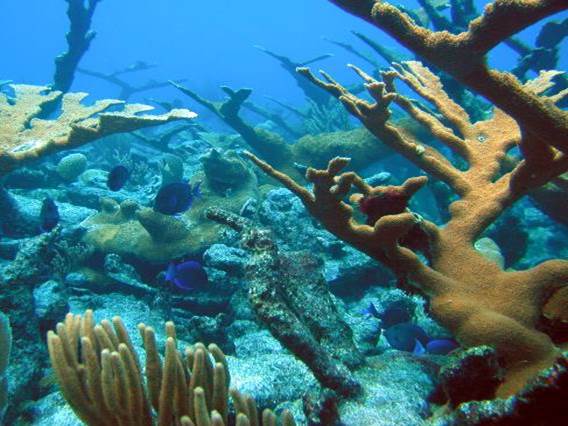 Elkhorn coral and blue tang, St. Croix, U.S. Virgin Islands