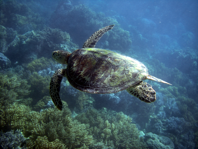 Sea Turtle, Great Barrier Reef Marine Park